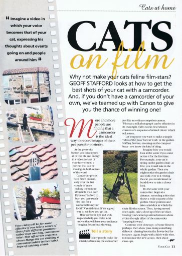 Cats on film. How to make a video of your cats